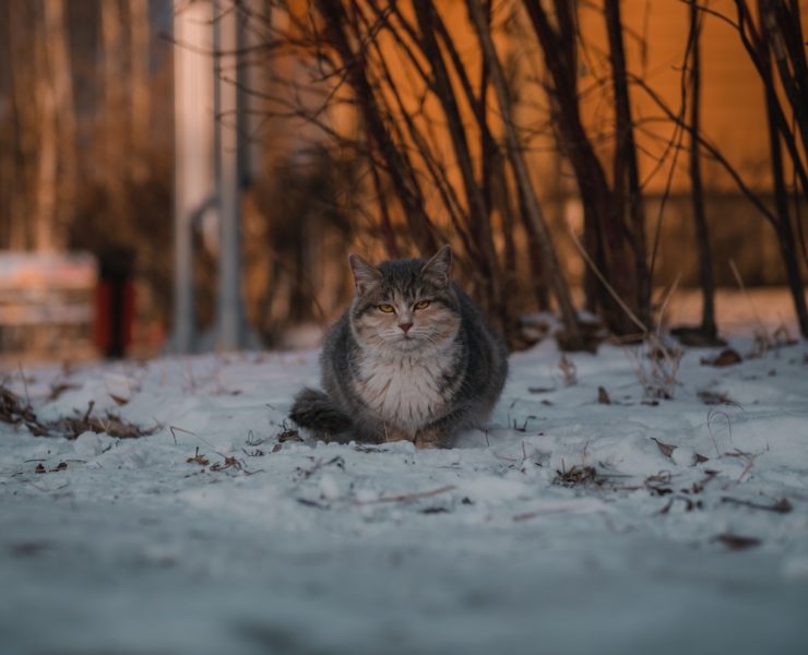 texas winter 2022 predictions featured image